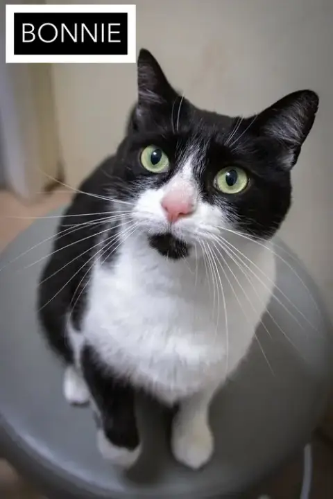 Bonnie photo 3