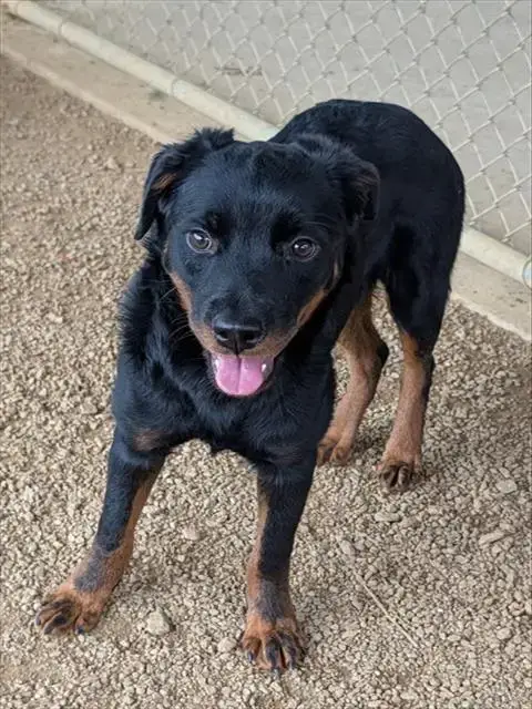 Xena