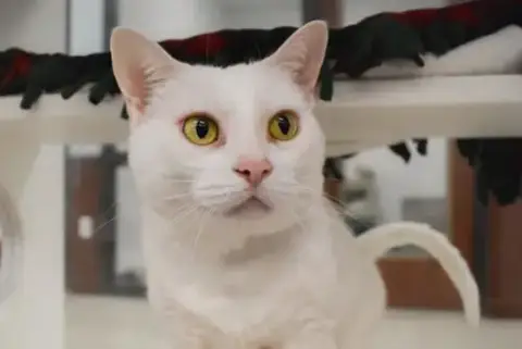 Koko