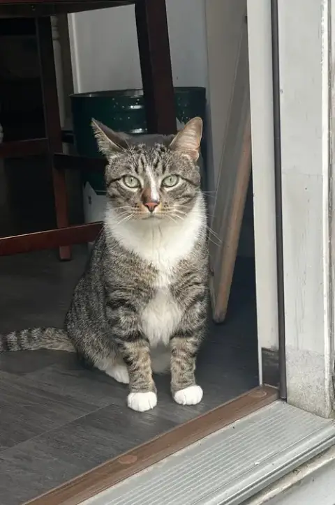 Zz "Sebastian