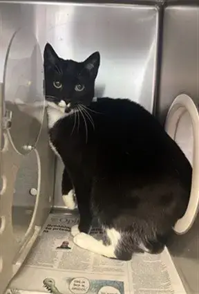 Stella