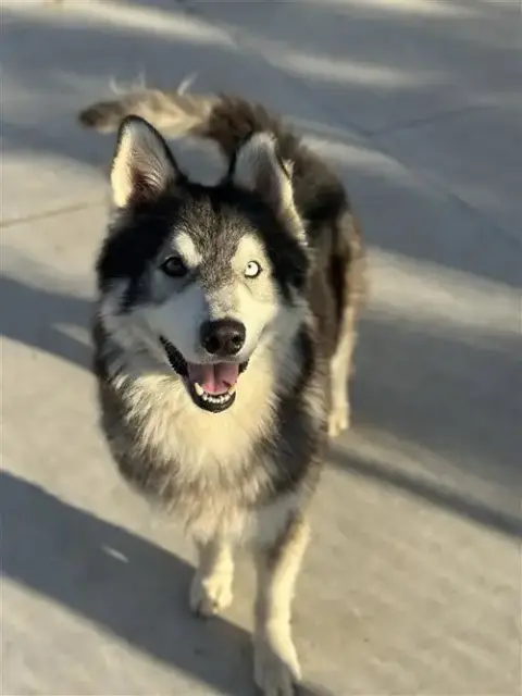 Balto photo 2
