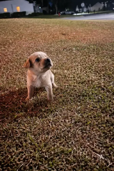 Biscuit