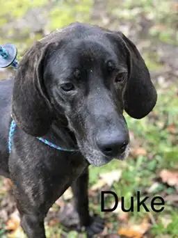 Duke photo 3