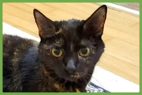 Rosie
