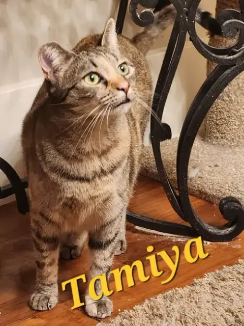 Tamiya photo 4