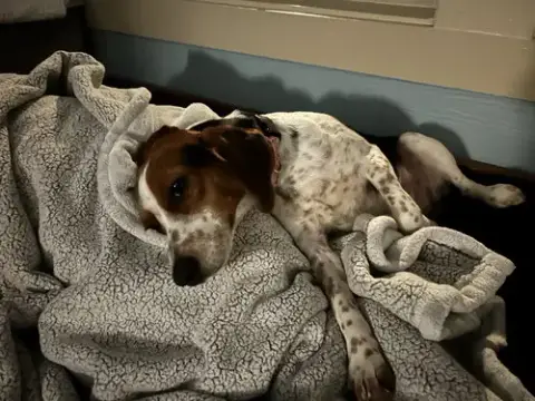 Sadie/Beagle- Adoption Pending photo 3
