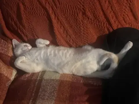 Prismo