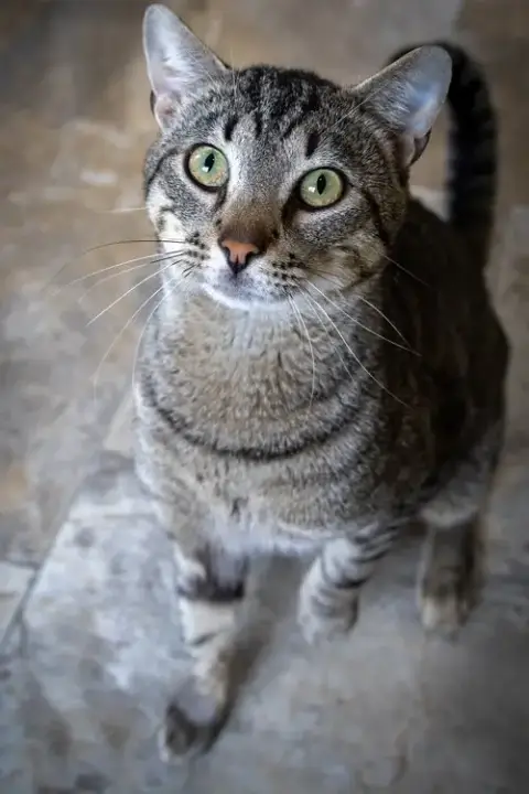 Sterling photo 3