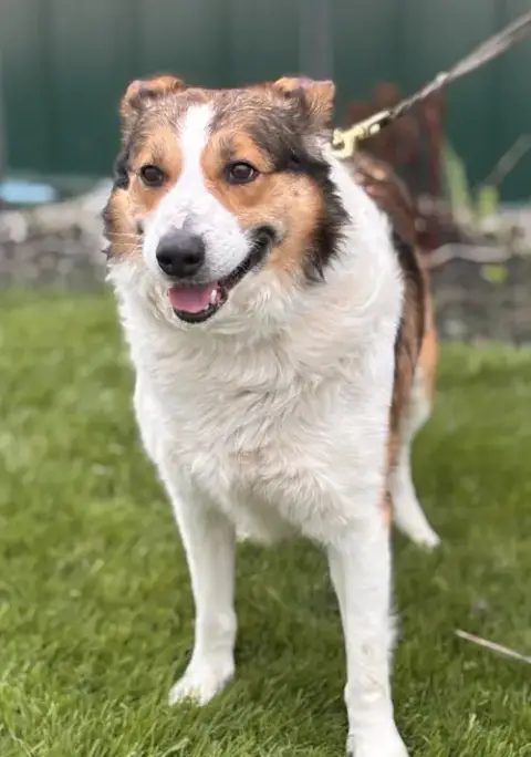 Archie