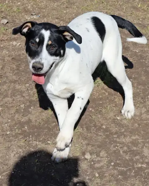 Titch