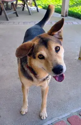 Rascal photo 2