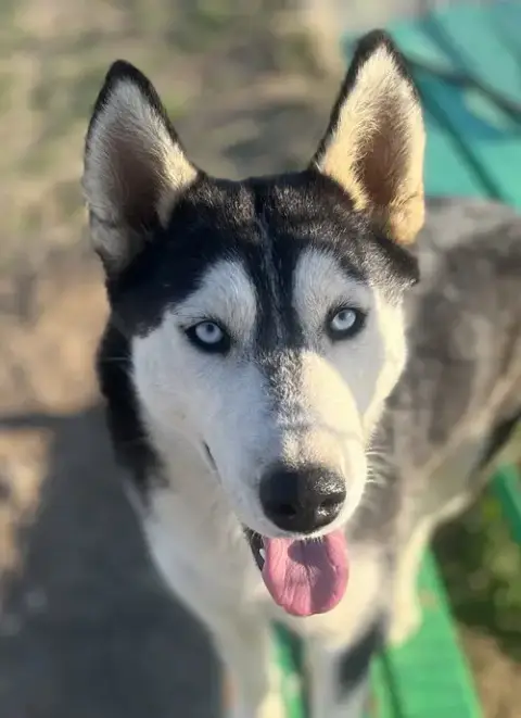Greta