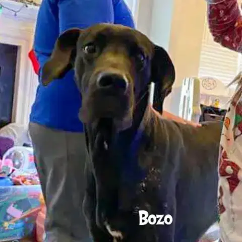 Bozo photo 2
