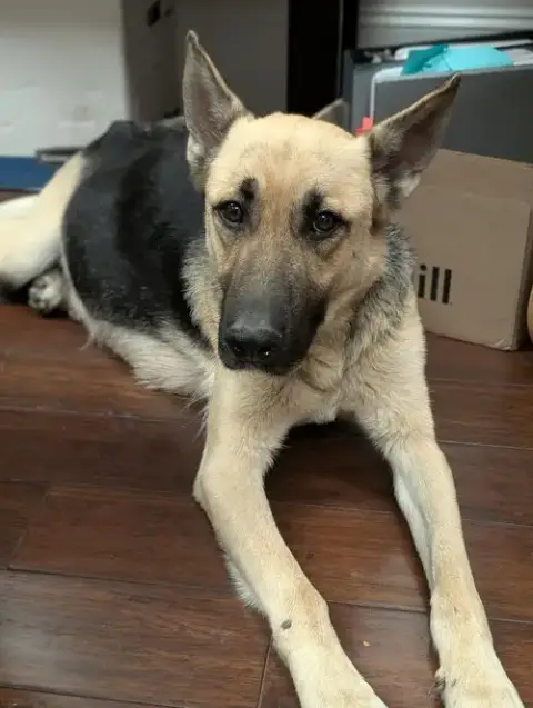 Harley