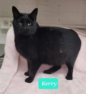 Kerry-Sponsored photo 4