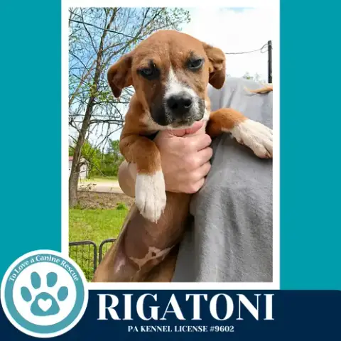 Rigatoni photo 3