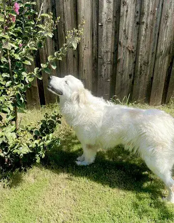 Daphne photo 4