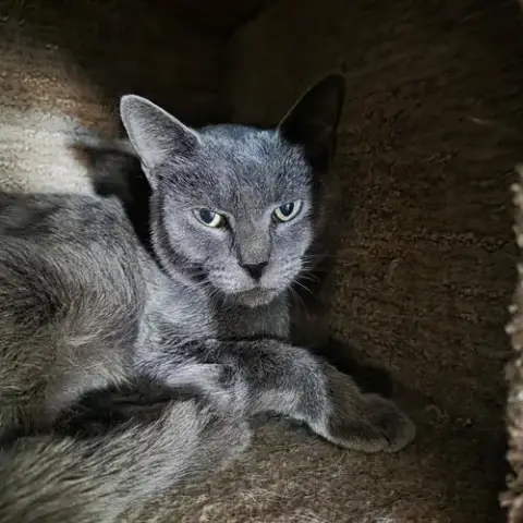 Lady Grey * photo 2
