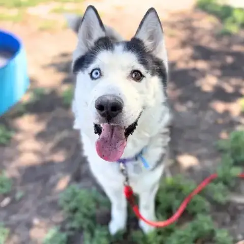 Apollo