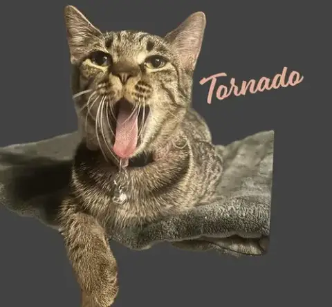 Tornado #Sister-Of-Bolt