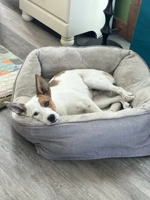 Roscoe photo 2