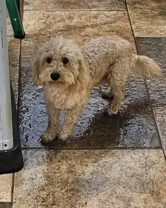 Toby