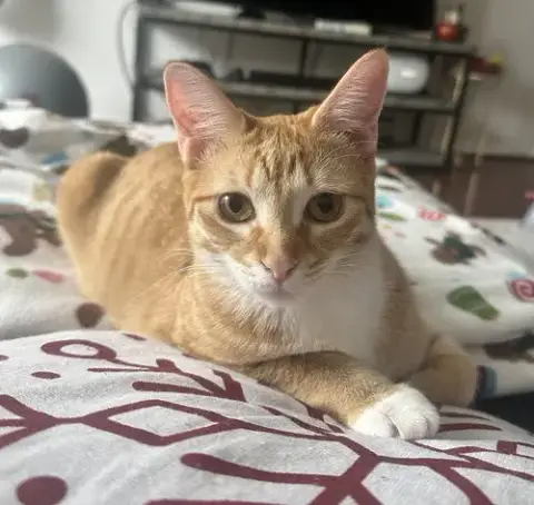 Cheeto #Bestie-Of-Cheets photo 2