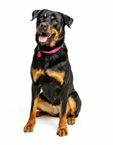 Abby photo 3