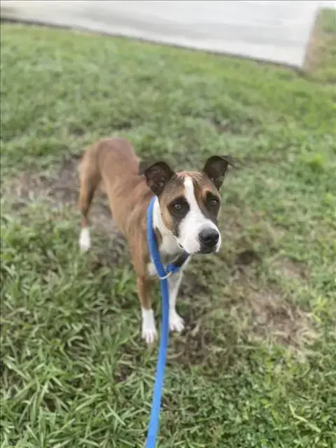Daisy