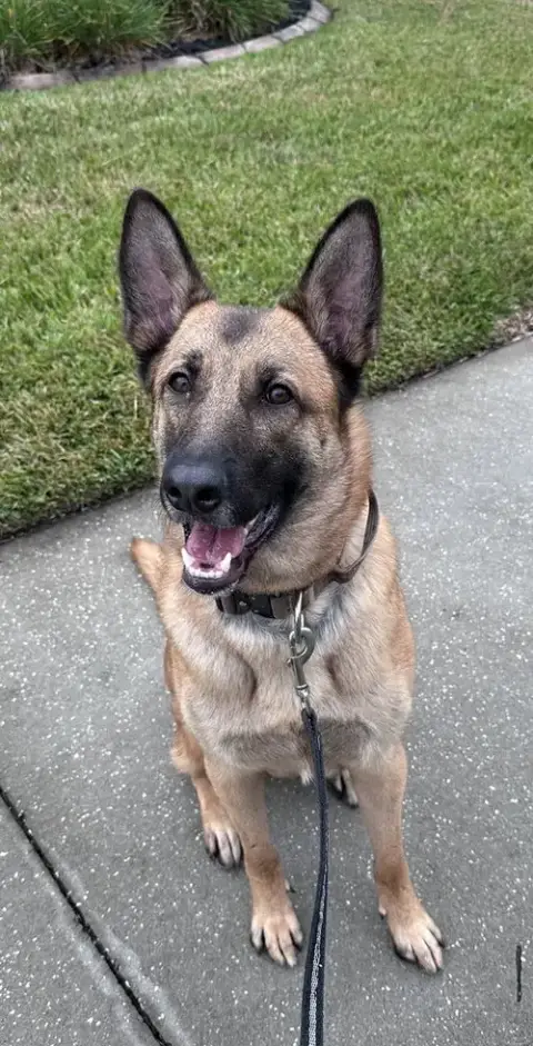 Koda photo 4
