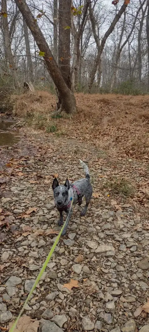 Scout photo 4