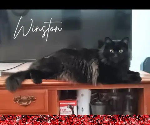 Winston photo 3