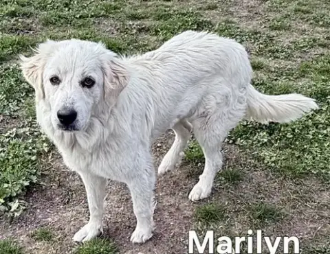 Marilyn photo 2