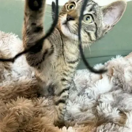 Bud #Tabby-Brigade photo 4