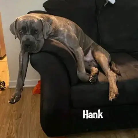 Hank(Coming Soon)