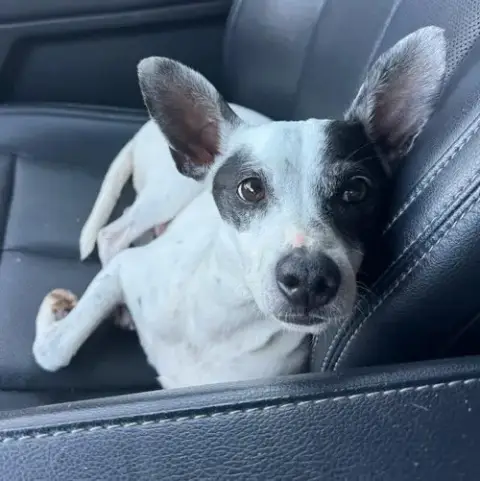 Cinder photo 3