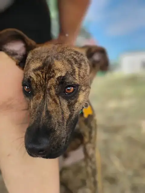 Mr. Wiggles photo 4