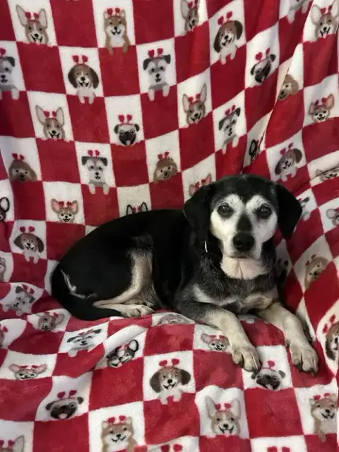 Trixie