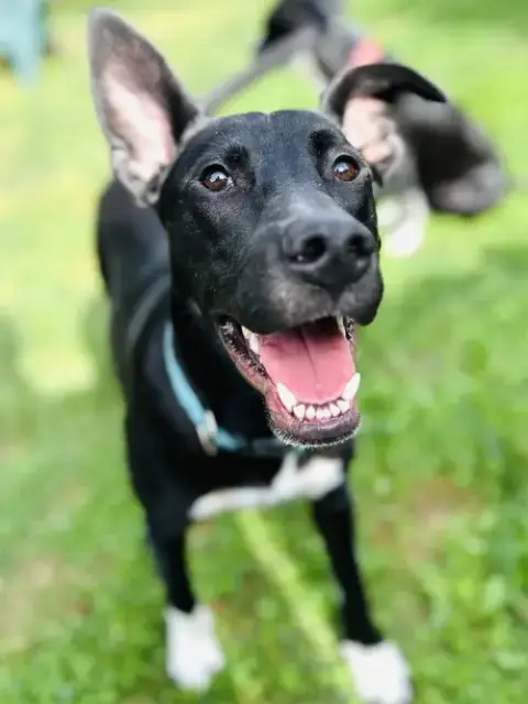 Sammy
