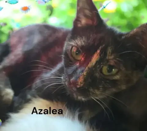 Azalea photo 3