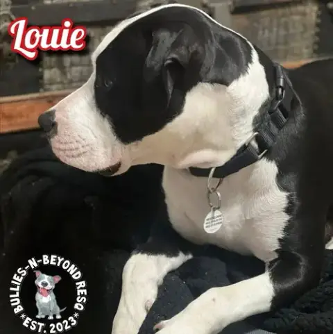 Louie photo 3