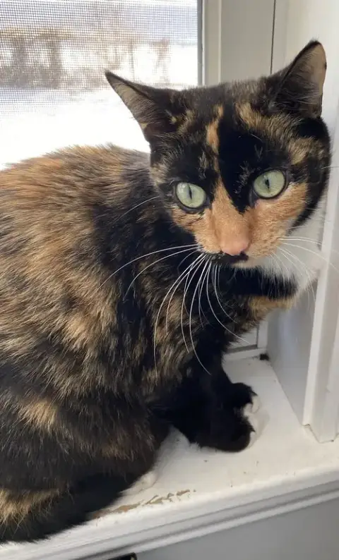 Petunia
