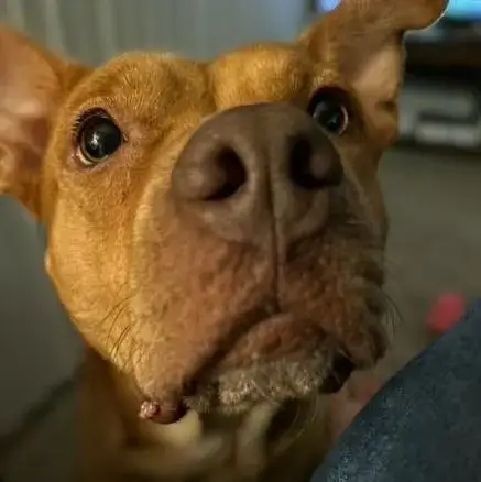 Penny Tn photo 2