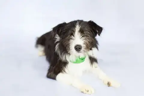 Oliver photo 2