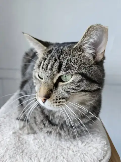 Flynn photo 3