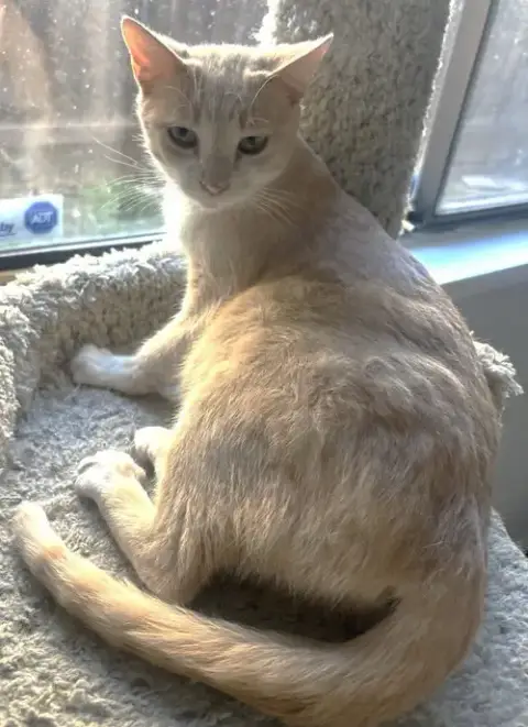 Chula