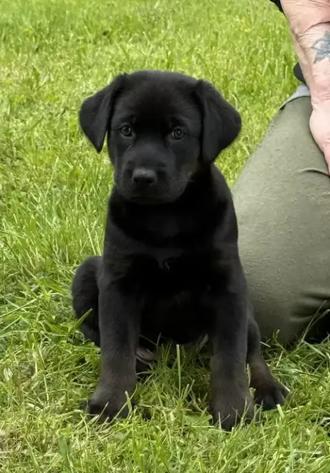 Crystal