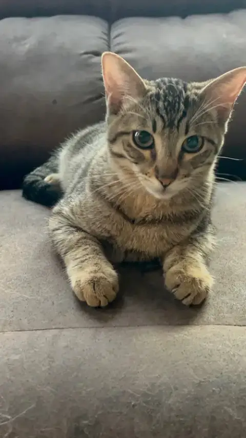 Spike