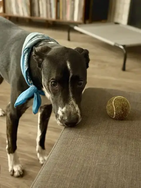 Django photo 5